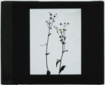 Erigeron (Fleabane)