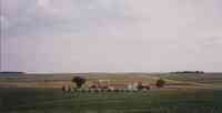 Farmhouse and Barns surrounded by small pine trees and two larger trees