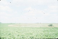 Crop rows.