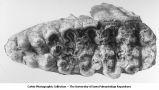 Pleistocene Fauna, left upper 6th molar of Mammut mirificum Leidy, Mastodon mirificus Leidy, dug through Kansan Drift, about 5/6 natural size, worn, Mr. Jensen's farm, Afton, Iowa, late 1890s or early 1900s