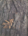 1975 Yearbook