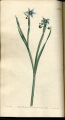 Grass-leaved Sisyrinchium, Blue-eyed Grass