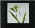 Bidens cernua (Stick-tight, smaller bur marigold)