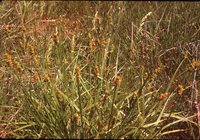 Sedge.