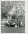 Agricultural Experiment Station cattle