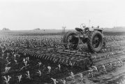Farmall tractor, 1955