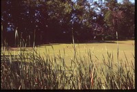 Conservation Wetland Area North of Big Spirit.