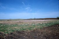 Wetland Area on Henry Hanby's Farm.