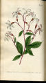 Three-leaved Spiraea, Bowman's Root, Indian Physic