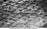 Leaf scars of Lepidodendron, Carboniferous, late 1890s or early 1900s