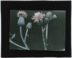 Plant specimens
