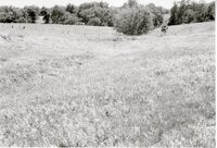 Grassy fields