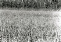 Tall grass