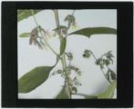 Prenanthes (Rattlesnake root)