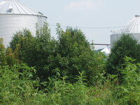 2007 Jack Strawhacker photos of field windbreak