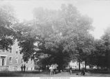 Removing an oak tree, The University of Iowa, Iowa