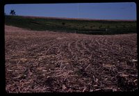 No Till Crops on Jared Herbert's Farm.