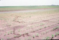 1986 Water in Fields
