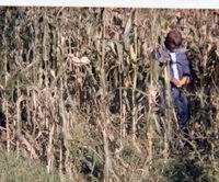 Boy in Cornfield