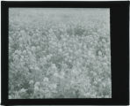 Prairie