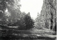 Evergreens and wild grasses