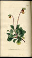Fothergill's Slipper-wort, Slipper Flower, Slipperwort, Pocketbook Flower, Ponch Flower