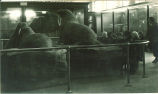 Small children looking at the walruses at the Natural History Museum, The University of Iowa, 1920s