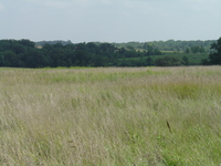 2007 Jack Strawhacker photos of grasses