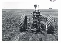 Chopping haylage, 1967