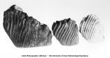 Pleistocene Fauna from elephants and fossil species 1) Elephas primigenius, 2) Elephas columbi, 3) Elephas imperator (about 2/7 natural size), Iowa, late 1890s or early 1900s