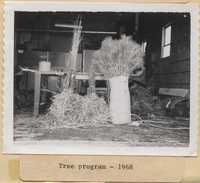 Tree Program - 1968.
