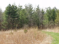 Man stands by Pine trees