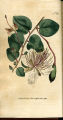 The Caper Shrub, Common Caper