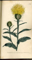 Golden Centaury, Knapweed