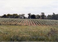 1990 No-till corn