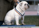 Drake Relays, 1980s, Beautiful Bulldog
