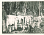 Drying goat skins in expedition camp in Washington state, The University of Iowa, 1920