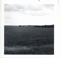 Frundell cornfield, 1969