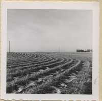 Winter cover crop.
