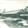 Botany greenhouse, The University of Iowa, March 13, 1950