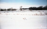 Snowy fields