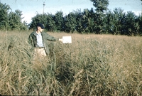 L. Peterson measures switch grass and sericea on R. Dudley's farm.