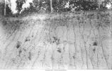 Nebraskan gumbotil with till above (Kansan) and till below, concretions below and pebbles above mark the gumbotil, Poe Township, Iowa, July 25, 1924