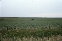 Grassed waterway on the Conley farm.