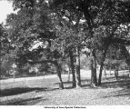 Pentacrest oak trees, The University of Iowa, between 1915 and 1920