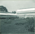 Students gardening and watering plants outside greenhouse, The University of Iowa, 1950s
