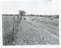Photograph Of Dirt Road With Cattle 