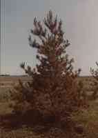 Unidentified trees in Plymourh County, Iowa