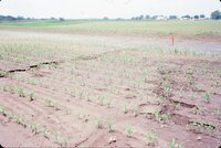 1986 Muddy fields