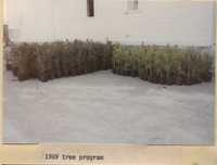 Tree Program - 1989.